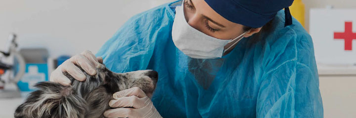 鲸准研究院：2019中国宠物医疗行业研究报告